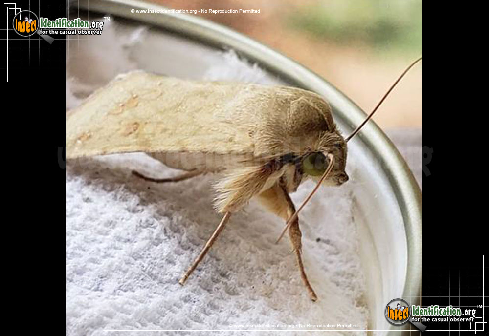 Full-sized image #4 of the Corn-Earworm-Moth