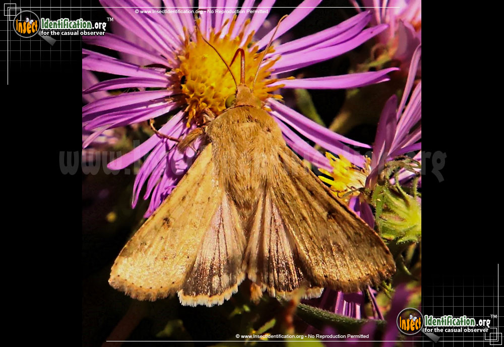 Full-sized image #2 of the Corn-Earworm-Moth