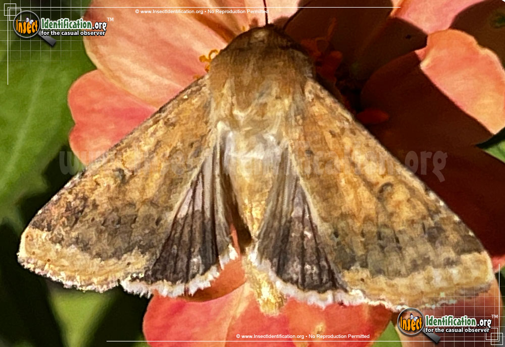 Full-sized image of the Corn-Earworm-Moth