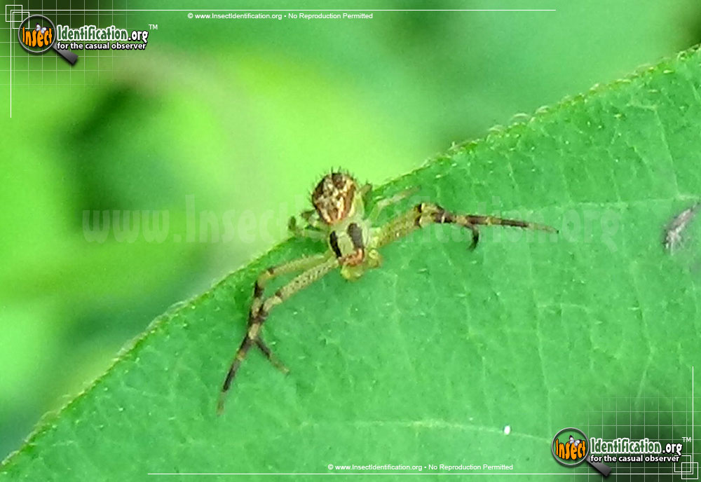 Full-sized image of the Crab-Spider-Mecaphesa-Dubia
