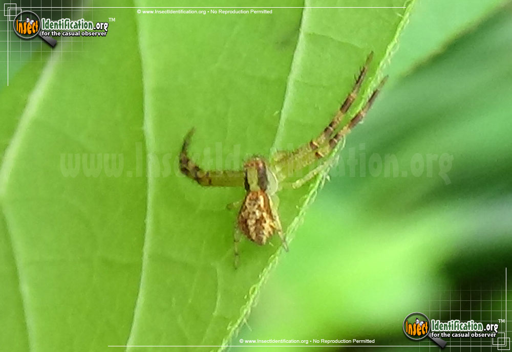 Full-sized image #2 of the Crab-Spider-Mecaphesa-Dubia