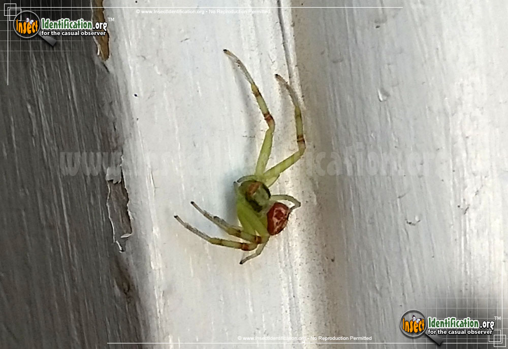 Full-sized image #2 of the Crab-Spider-Mecaphesa