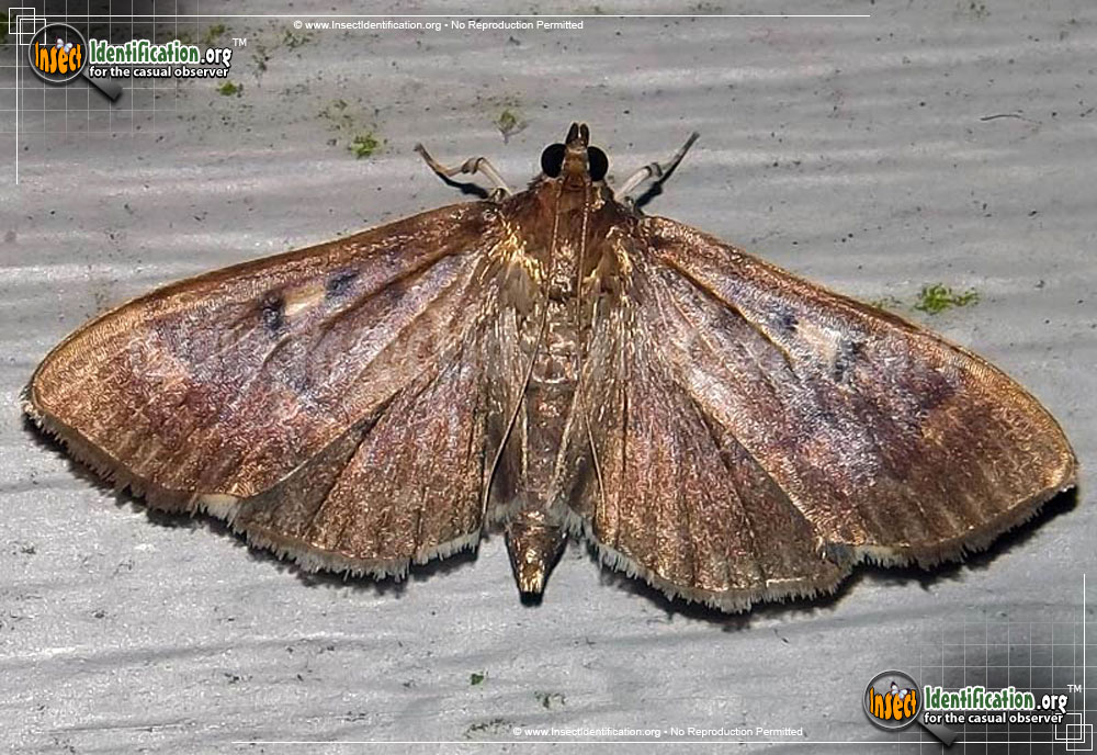 Full-sized image of the Crambid-Snout-Moth