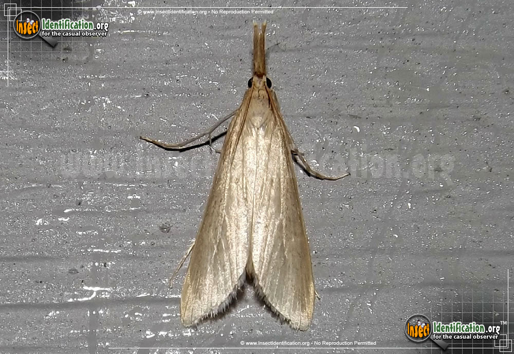 Full-sized image #3 of the Crambid-Snout-Moth