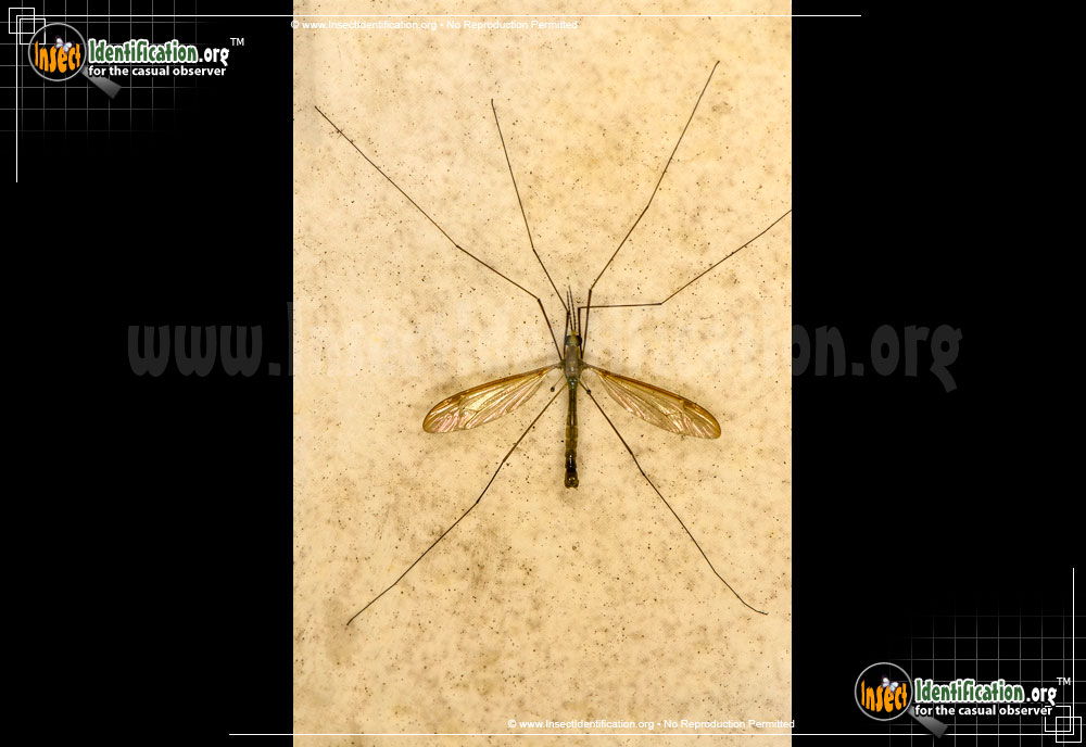 Full-sized image #15 of the Cranefly