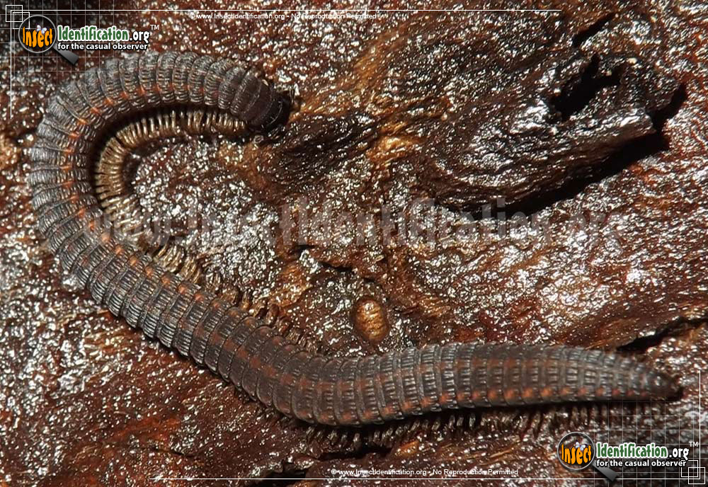 Full-sized image #3 of the Crested-Millipede-Abacion