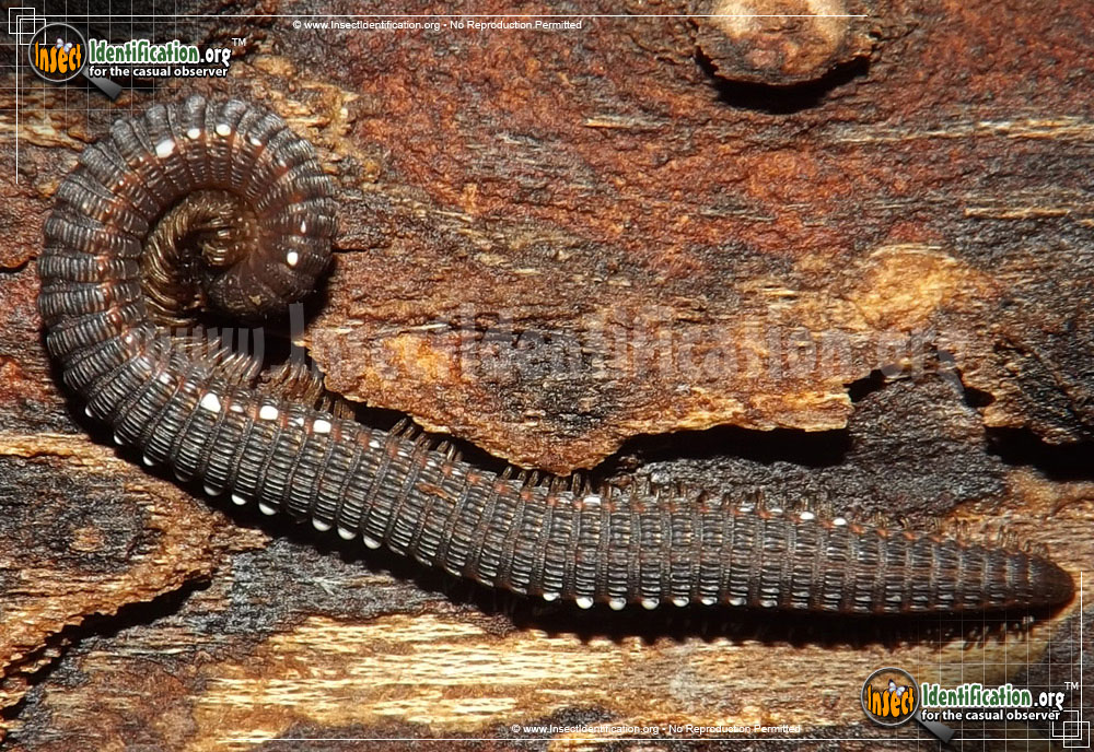 Full-sized image of the Crested-Millipede-Abacion