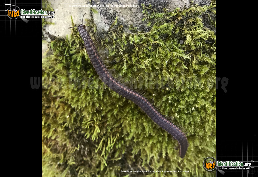 Full-sized image #2 of the Crested-Millipede-Abacion