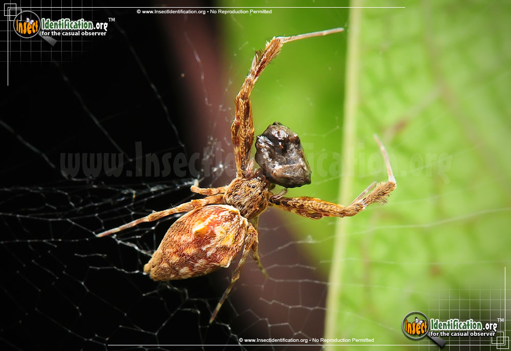 Full-sized image #8 of the Cribellate-Orb-Weaver