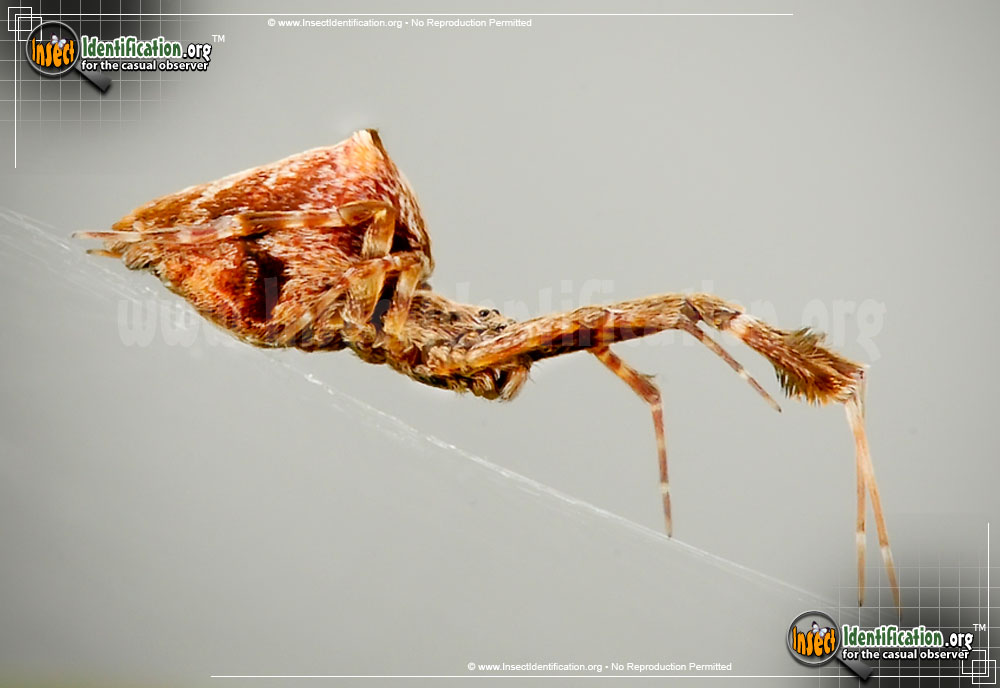 Full-sized image #7 of the Cribellate-Orb-Weaver