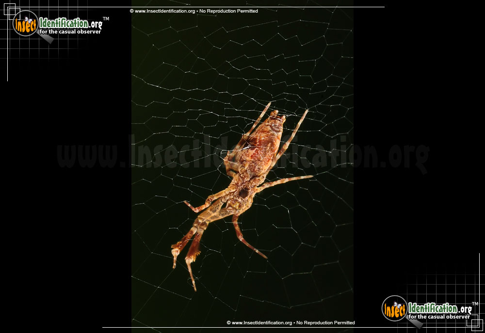 Full-sized image #5 of the Cribellate-Orb-Weaver