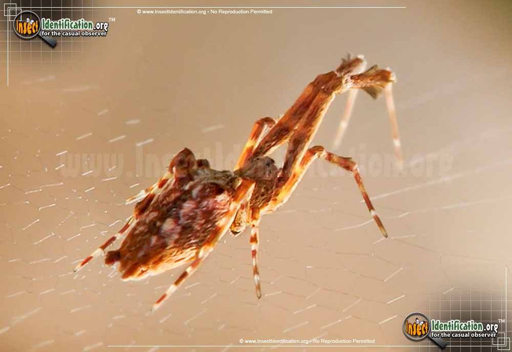 Full-sized image #4 of the Cribellate-Orb-Weaver