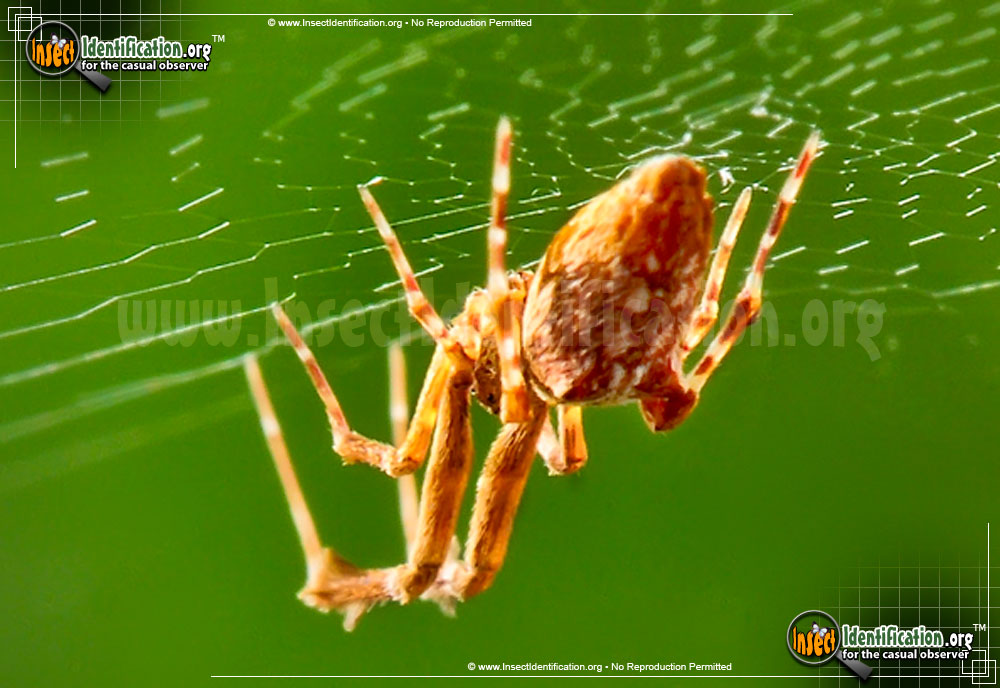 Full-sized image #6 of the Cribellate-Orb-Weaver
