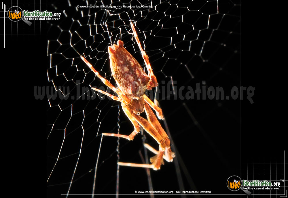 Full-sized image #2 of the Cribellate-Orb-Weaver