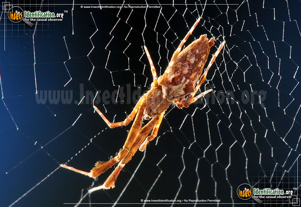 Full-sized image #9 of the Cribellate-Orb-Weaver