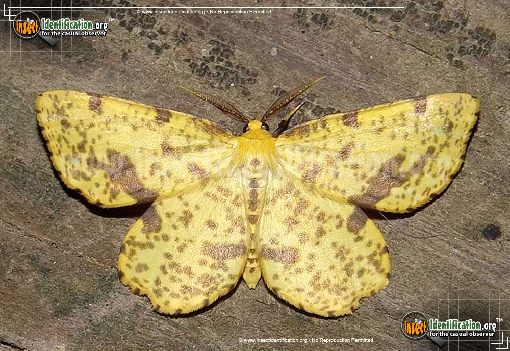 Full-sized image #2 of the Crocus-Geometer-Moth