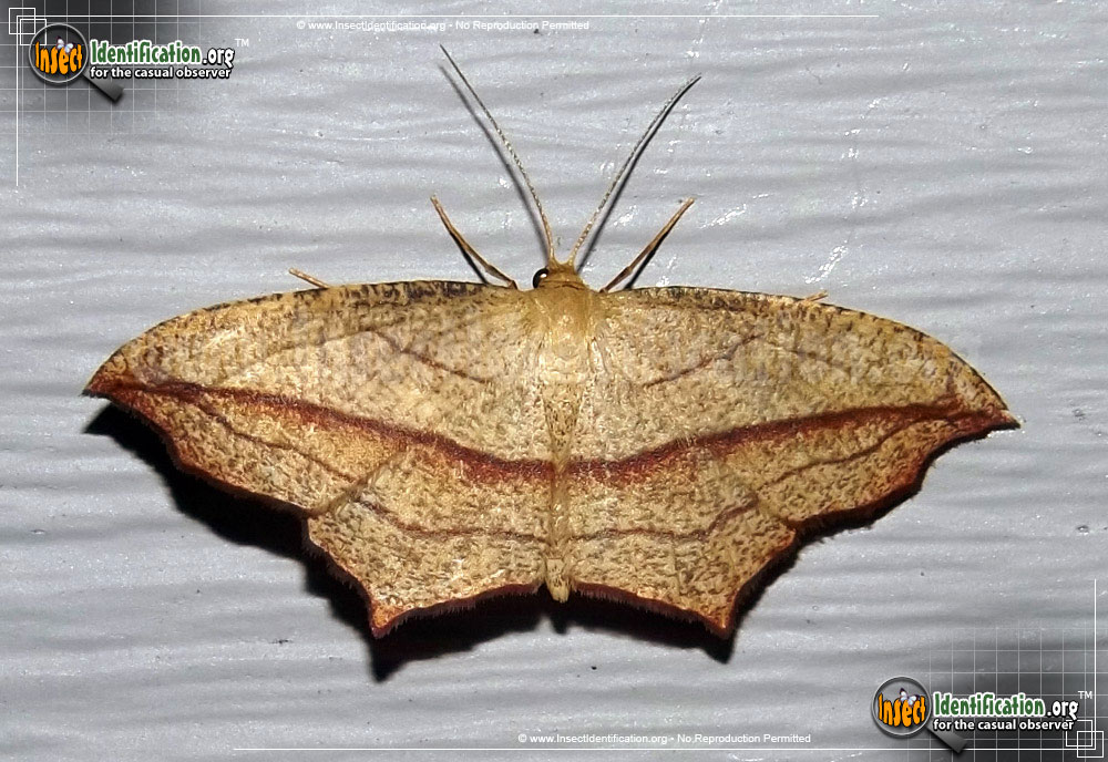 Full-sized image of the Cross-Lined-Wave-Moth