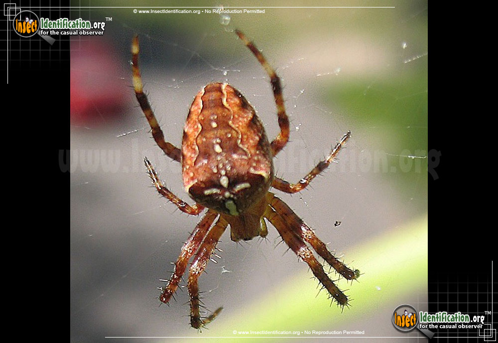 Full-sized image #4 of the Cross-Orbweaver-Spider