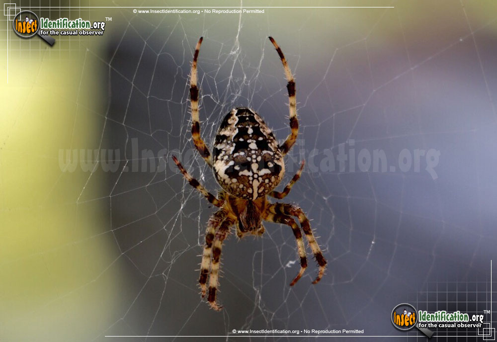 Full-sized image #3 of the Cross-Orbweaver-Spider