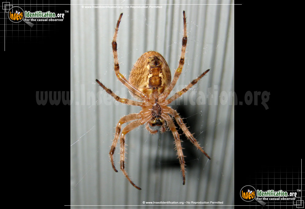 Full-sized image #11 of the Cross-Orbweaver-Spider