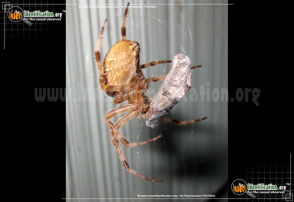 Full-sized image #7 of the Cross-Orbweaver-Spider