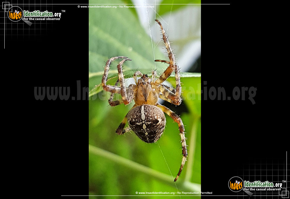 Full-sized image #2 of the Cross-Orbweaver-Spider