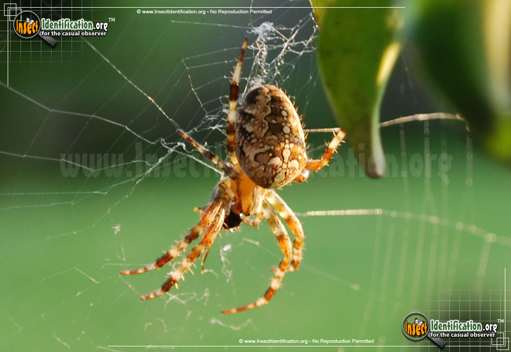 Full-sized image #8 of the Cross-Orbweaver-Spider