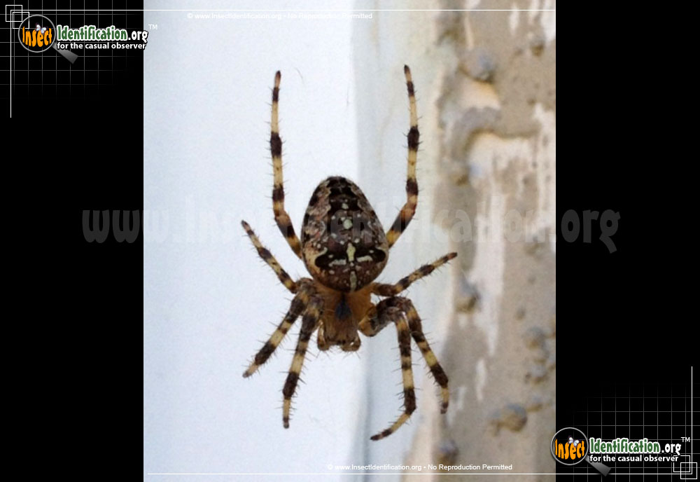 Full-sized image #9 of the Cross-Orbweaver-Spider