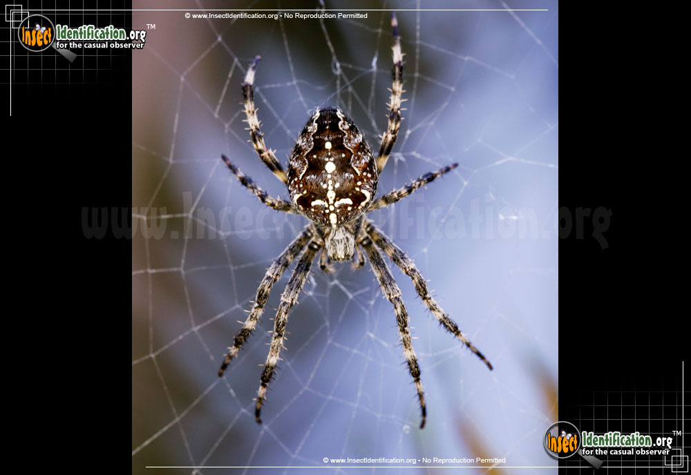 Full-sized image of the Cross-Orbweaver-Spider