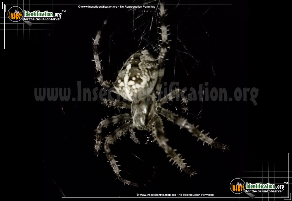 Full-sized image #10 of the Cross-Orbweaver-Spider
