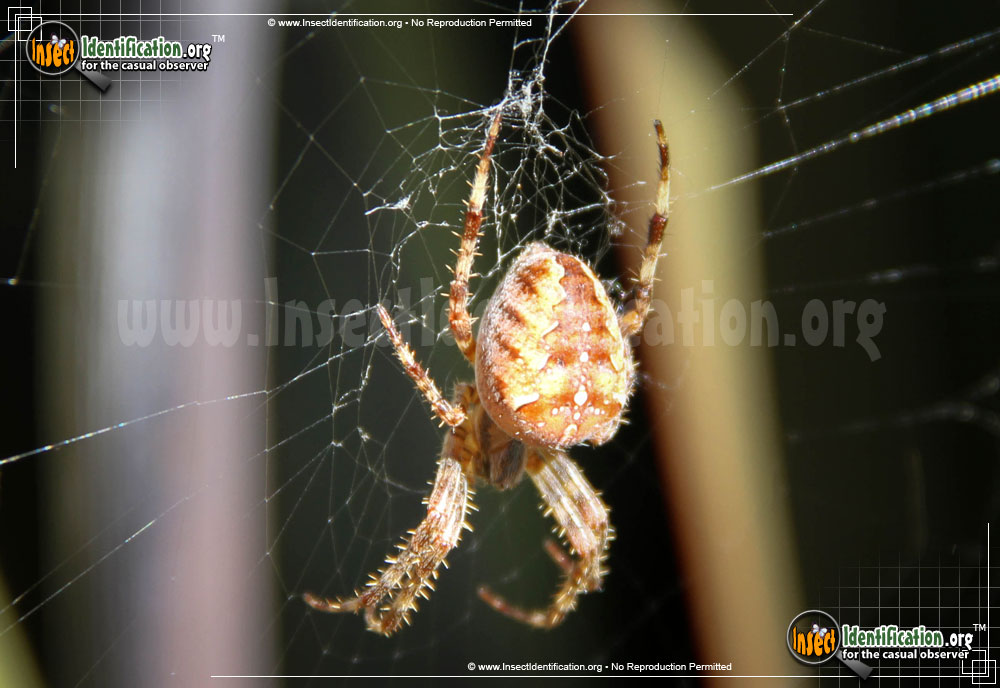 Full-sized image #13 of the Cross-Orbweaver-Spider