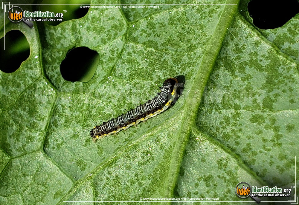 Full-sized image #11 of the Cross-Striped-Cabbage-Worm-Moth