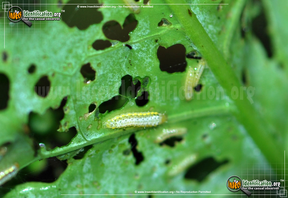 Full-sized image #5 of the Cross-Striped-Cabbage-Worm-Moth