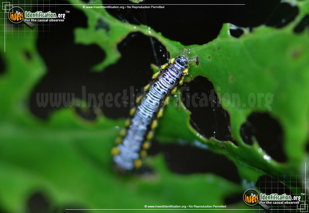 Full-sized image #2 of the Cross-Striped-Cabbage-Worm-Moth