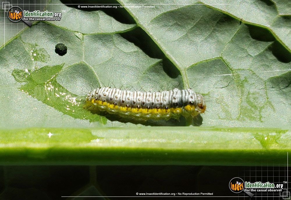 Full-sized image of the Cross-Striped-Cabbage-Worm-Moth