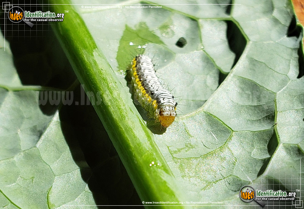 Full-sized image #4 of the Cross-Striped-Cabbage-Worm-Moth