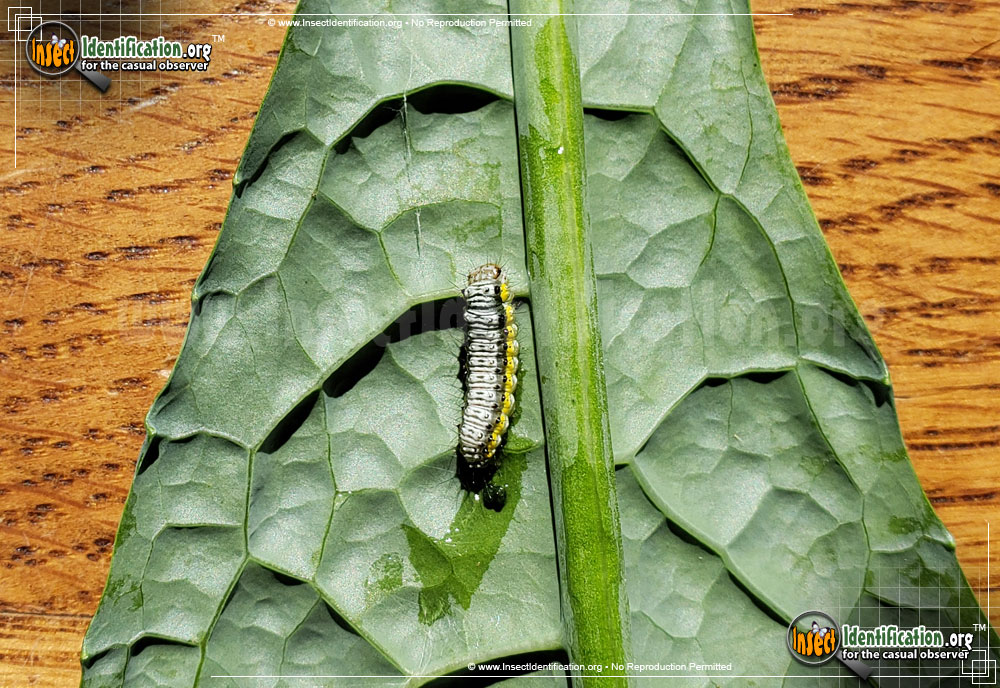 Full-sized image #8 of the Cross-Striped-Cabbage-Worm-Moth