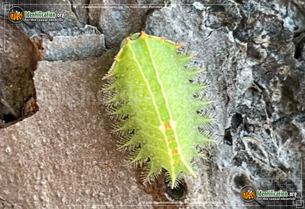 Full-sized image of the Crowned-Slug-Moth