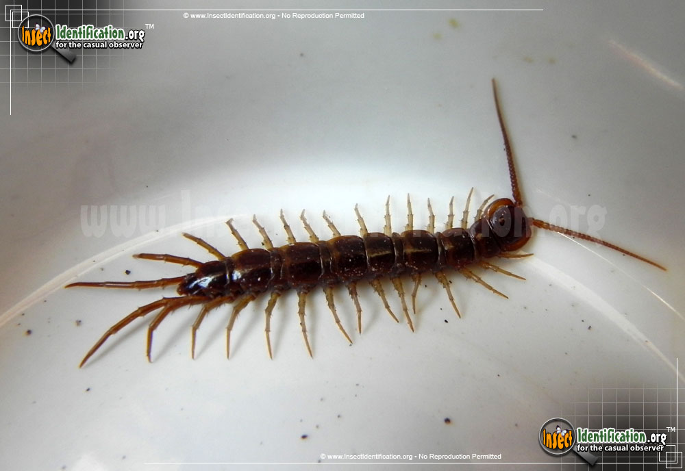 Full-sized image #2 of the Cryptopid-Centipede