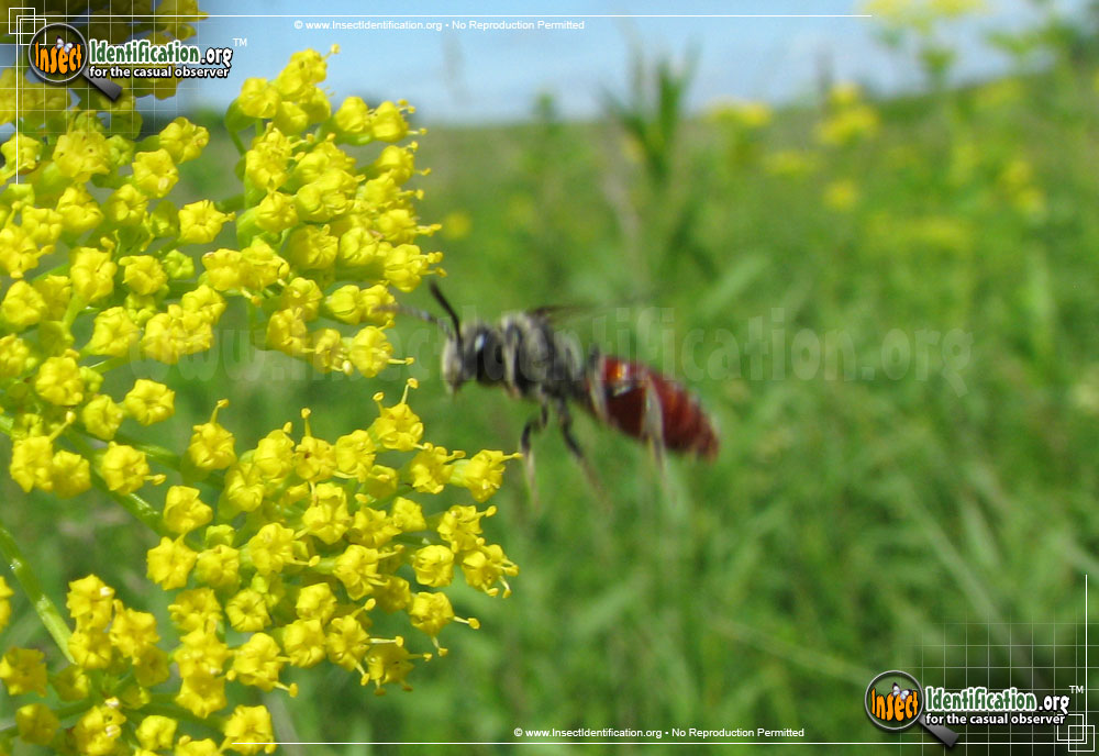 Full-sized image of the Cuckoo-Bee
