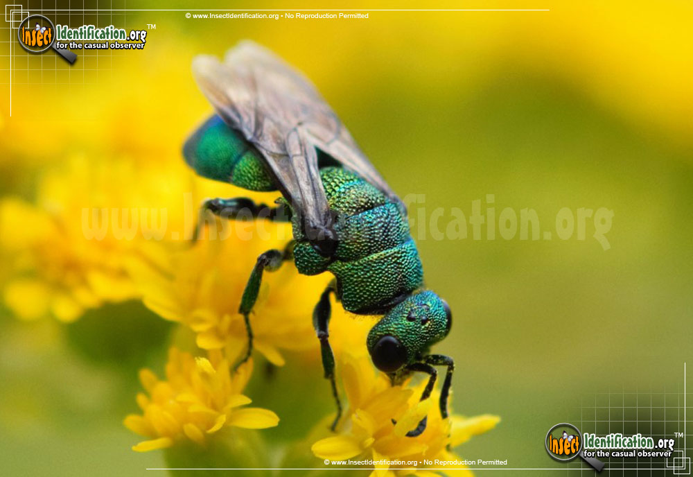 Full-sized image of the Cuckoo-Wasp