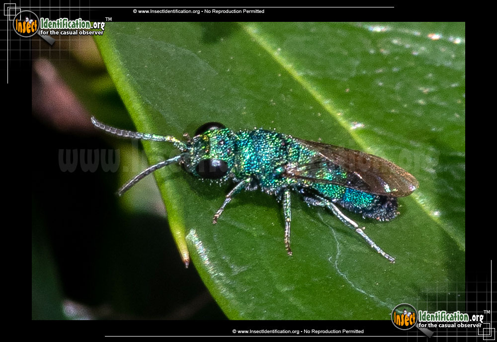 Full-sized image #3 of the Cuckoo-Wasp