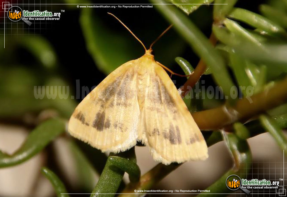 Full-sized image of the Currant-Spanworm-Moth