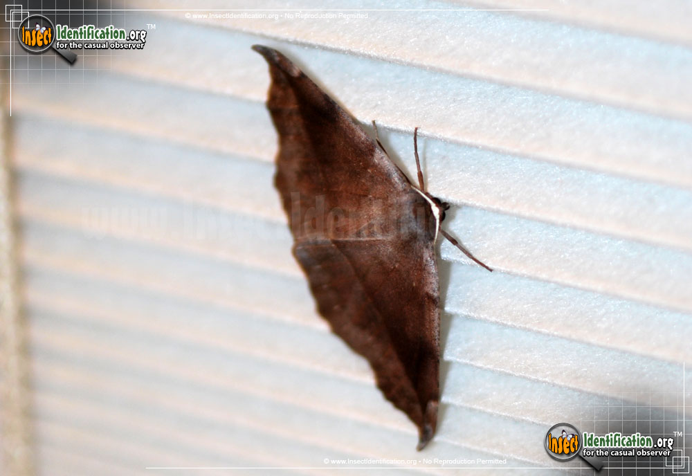 Full-sized image #2 of the Curve-Toothed-Geometer-Moth