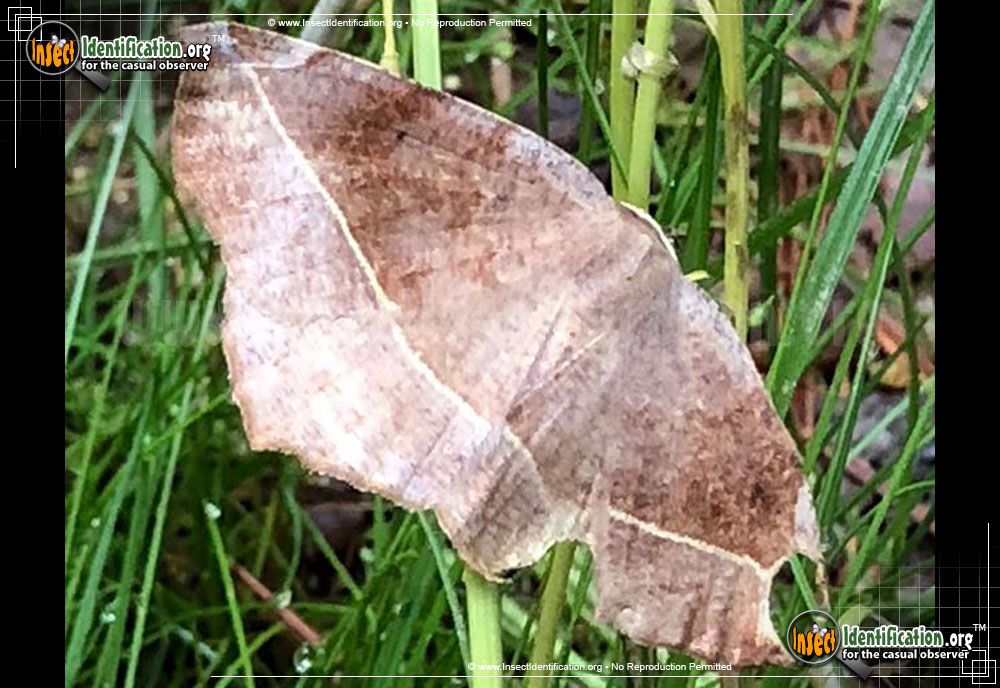 Full-sized image #3 of the Curve-Toothed-Geometer-Moth