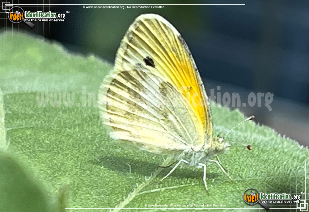 Full-sized image of the Dainty-Sulphur-Butterfly