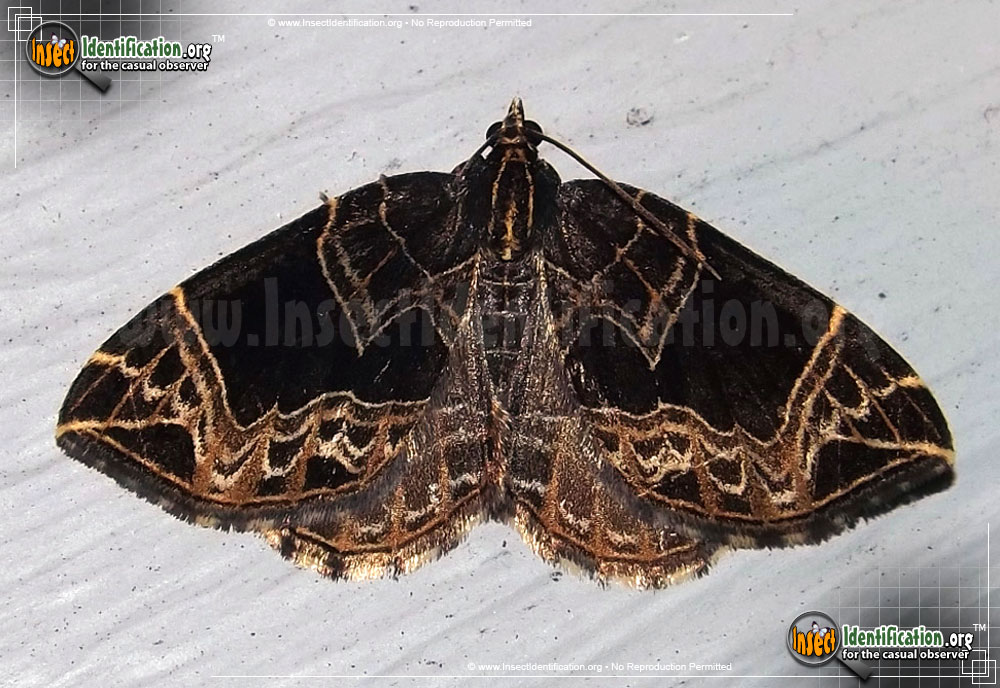 Full-sized image of the Dark-Banded-Geometer-Moth