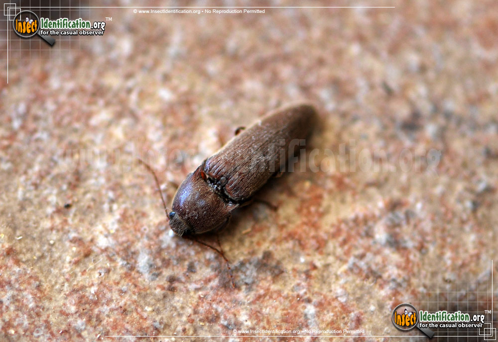 Full-sized image of the Dark-Brown-Click-Beetle-Limonius