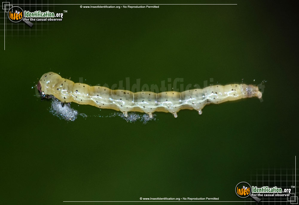 Full-sized image of the Dark-headed-Aspen-Leafroller-Moth