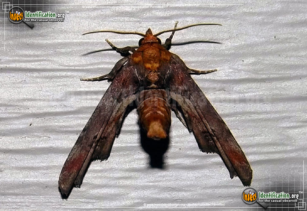 Full-sized image of the Dark-Marathyssa-Moth